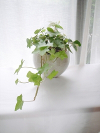 観葉植物 6,600円